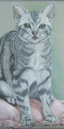 American Shorthair Cat , Prismacolor